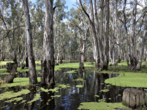 Please explain Gunbower Forest flood, says council