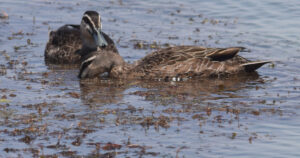 Duck hunt action plan