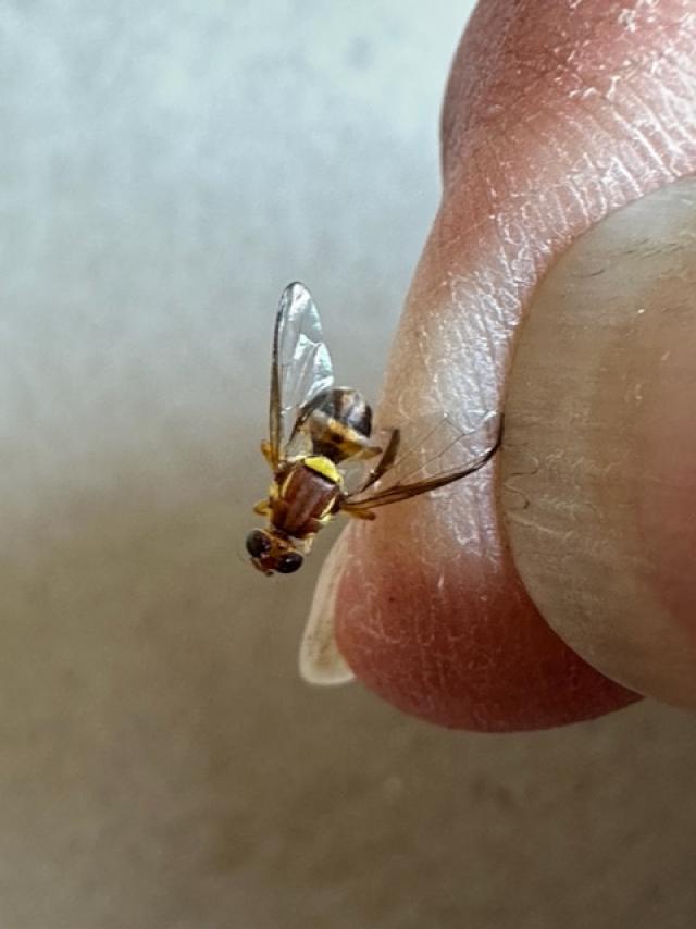 Fruit flies head further south