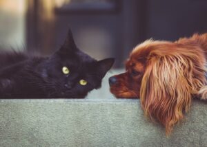 Protecting pets across Gannawarra