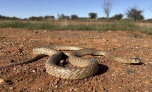 Slithering into snake season