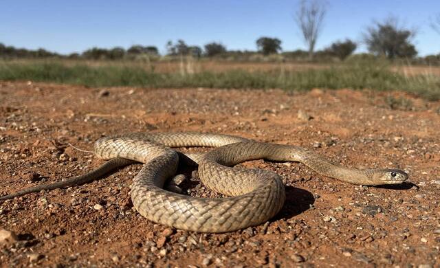 Slithering into snake season