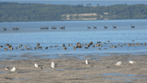 Duck tracking takes flight