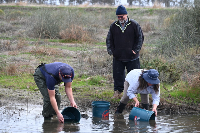 Wonderful wetland restoration