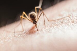 Ross River Virus risk linked to warmer temperatures