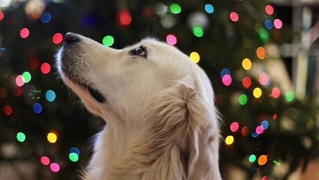 Look after your pet these summer holidays