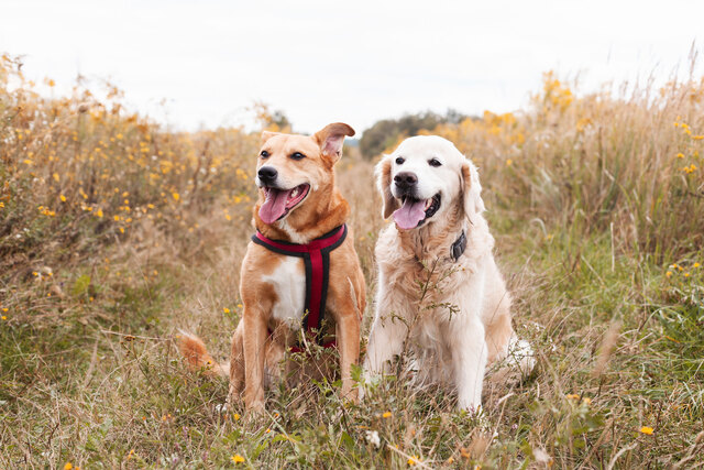 Pet summer safety alert