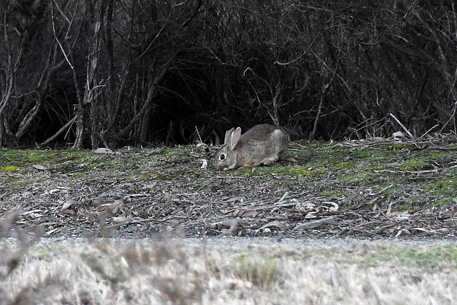 Farmers frustrated as rabbits and foxes keep invading