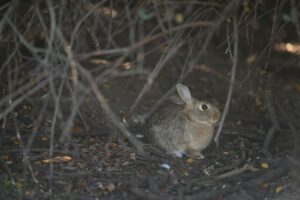 Rabbit-busting bait deals