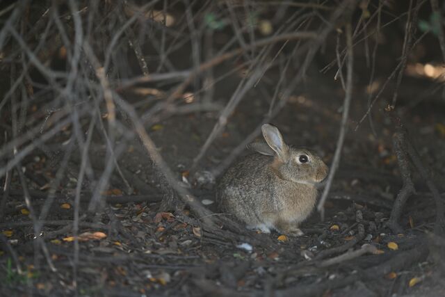 Rabbit-busting bait deals