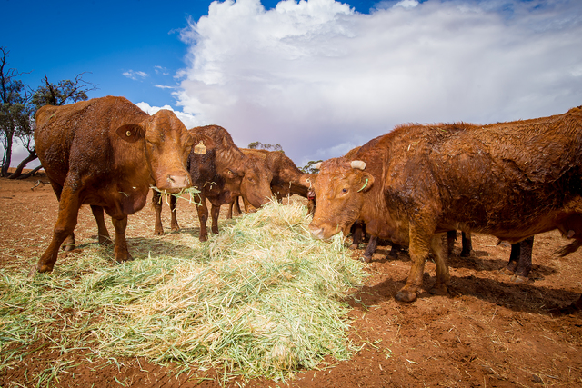 VFF activates disaster relief fund to help devastated bushfire impacted farmers