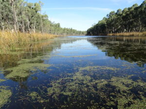 Progress in Koondrook forest