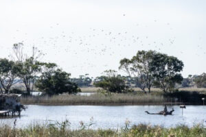 Daily bag limits as season announced