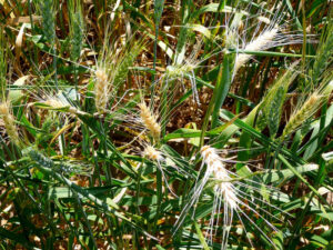 New initiative for soil diseases