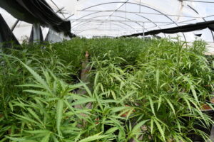 Massive Mallee drug bust