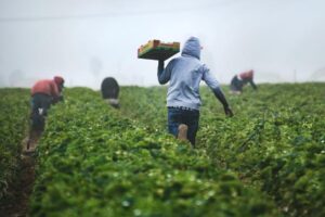 Growers warn of fallout from visa cuts