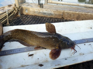 A fish called Wanda goes on an amazing journey