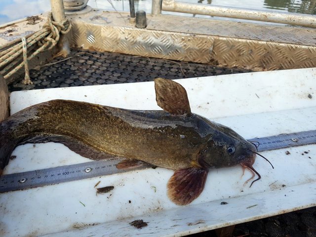 A fish called Wanda goes on an amazing journey