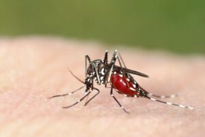 Mosquito boom sparks health warning across Mallee