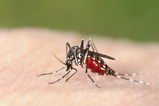 Mosquito boom sparks health warning across Mallee