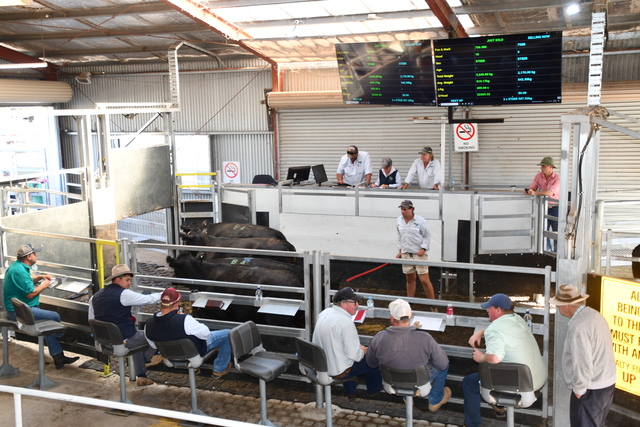 Business as usual for saleyards