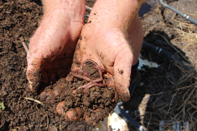 Urea alternatives as global trade stalls